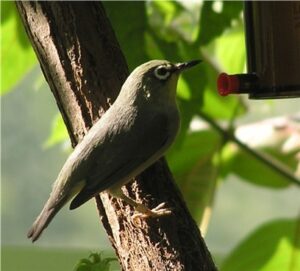 Info Spesies: Burung Kacamata Biasa (Zosterops melanurus)