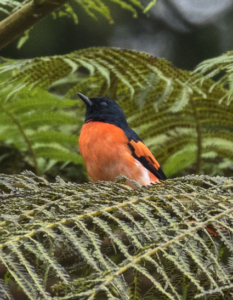 Info Spesies: Burung Sepah Gunung (Pericrocotus miniatus)