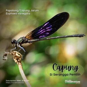 Info Spesies: Capung Jarum (Euphaea variegata)