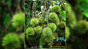 Info Spesies: Castanopsis argentea (Saninten)