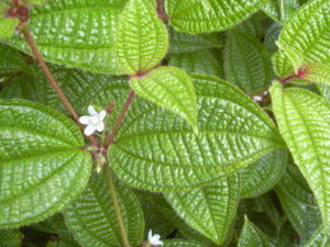 Info Spesies: Clidemia hirta (Harendong Bulu)