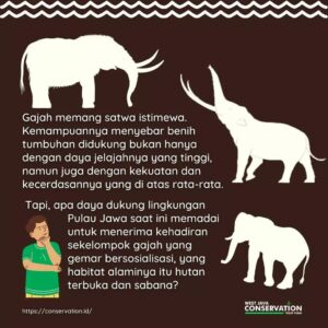 info spesies : #dulupernahada Gajah di Jawa