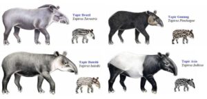 Info Spesies: #dulupernahada Tapir di Jawa