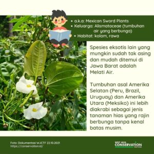 Info Spesies: Echinodorus palifolius (Melati Air)