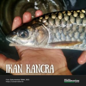 Info Spesies : Ikan Kancra
