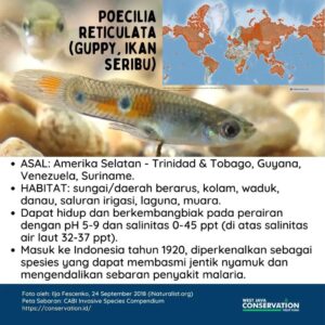 Info Spesies: Impun Livebearer