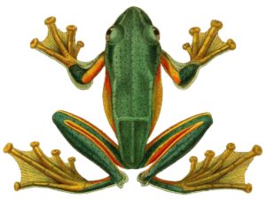 Info Spesies: Katak Pohon Hijau (Rhacophorus reinwardtii)