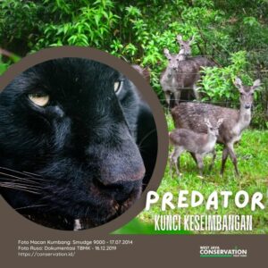 Info Spesies: Kunci Keseimbangan (Predator)