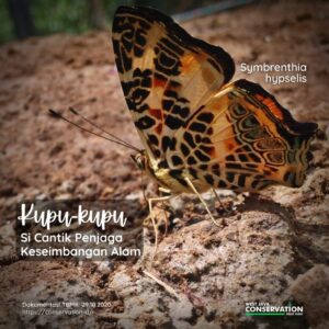 Info Spesies: Kupu-kupu (Symbrenthia hypselis)