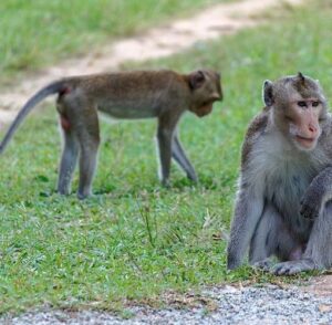 Info Spesies: Macaca fascicularis (Monyet Ekor Panjang)