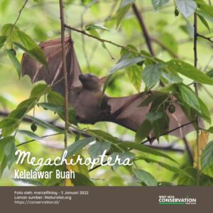 Info Spesies: Megachiroptera (Kelelawar buah)
