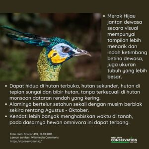Info Spesies: Pavo muticus (Merak Hijau)