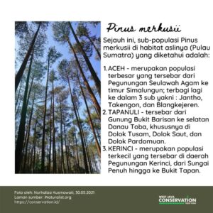 Info Spesies: Pinus merkusi  (Pohon Tusam)