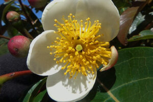 Info Spesies: Puspa (Schima wallichii)