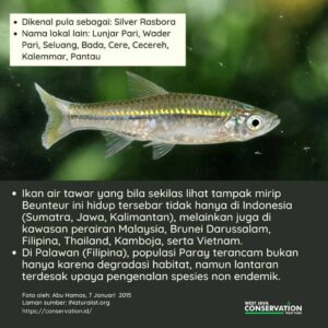 Info Spesies: Rasbora argyrotaenia (Ikan Paray)