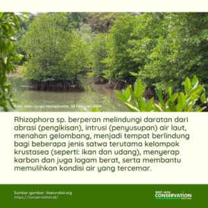 Info Spesies: Rhizopora sp. (Pohon Bakau)