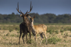 Info Spesies: Rusa Jawa (Rusa timorensis)