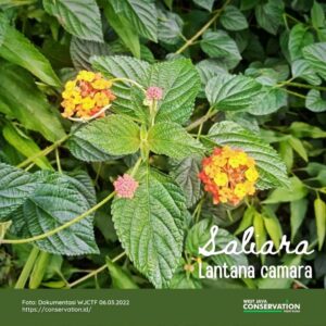 Info Spesies: Saliara (Lantana camara)