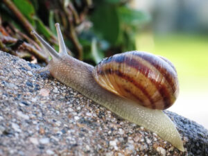 Info Spesies : Siput Laut (Melo sp)