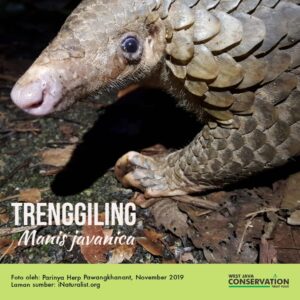 Info Spesies : Trenggiling (Manis javanica)