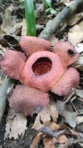 Padma (Rafflesia Patma) di Pangandaran