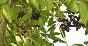 Pohon Jamblang (Syzygium cumini)