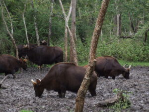 Salt Lick (Mineral Lick)