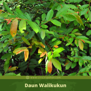 WALI HUTAN – IDENTIFIKASI POHON LOKAL