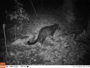 Inventarisasi Macan Tutul Jawa : Pemasangan Kamera Trap