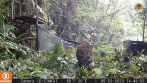 INVENTARISASI MACAN TUTUL JAWA