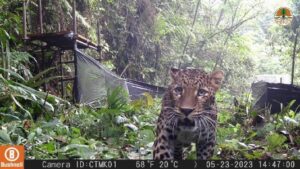 PELAPASAN MACAN TUTUL DI HALIMUN SALAK