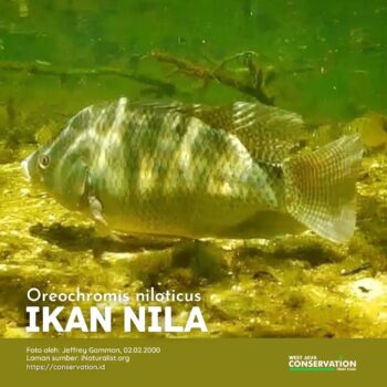 Info Spesies: Ikan Nila (Oreochromis niloticus)