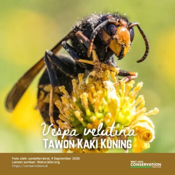 Info Spesies: Tawon Kaki Kuning (Vespa velutina)