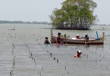 Pengecekan Kondisi dan Pendataan Tanaman Mangrove