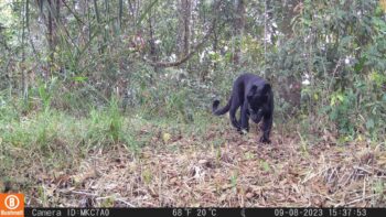 Populasi Macan di TBMK Mengkhawatirkan?