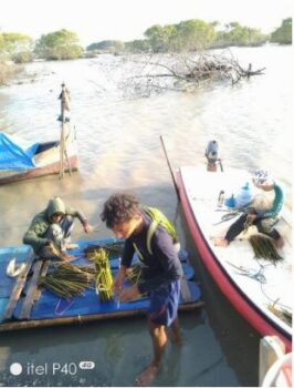 Pembibitan Mangrove Mayangan Subang
