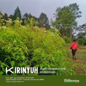 Info Spesies : Kirinyuh (Austroeupatorium inulifolium)