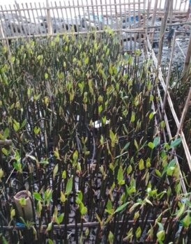 Penanaman 5.000 Bibit Mangrove