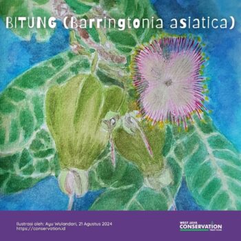 Info Spesies : Barringtonia Asiatica (Bitung)