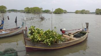 Penanaman Mangrove PT Telkom Plot II