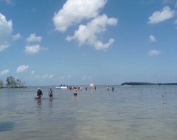 Penanaman dan Pemeliharaan 10.000 Mangrove Belitung – Tim DJN