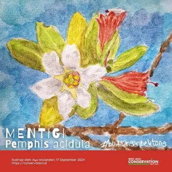 Info Spesies : Mentigi (Pemphis Acidula)