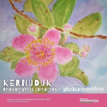 Info Spesies : Kernuduk (Rhodomyrtus tomentosa)