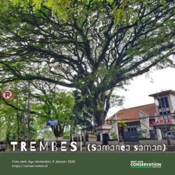 Info Spesies : Trembesi (Samanea Saman)