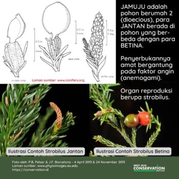 info spesies, jamuju (1)