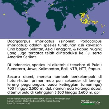 info spesies, jamuju (3)