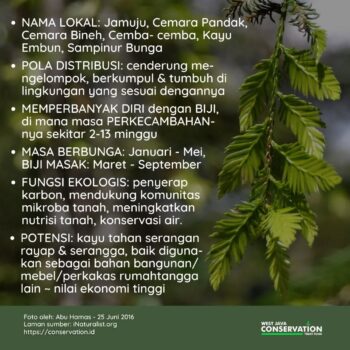 info spesies, jamuju (5)