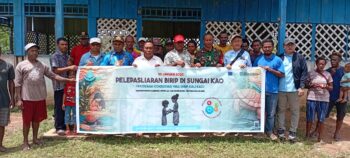 600 Tukik Birip Merambah Habitat Sungai Kao