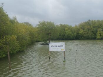 Pengecekan Tanaman Mangrove