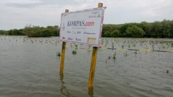 Monitoring Wali Mangrove Kompas.com